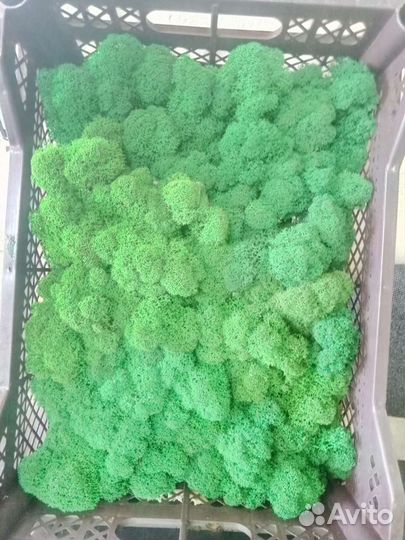 Мох ягель стабилизированный