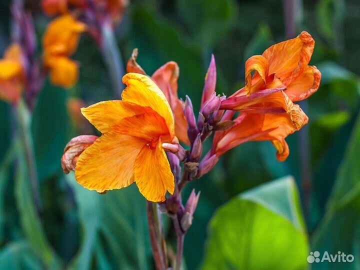 Семена Канны