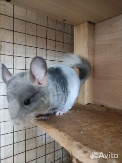 Шиншилла продажа