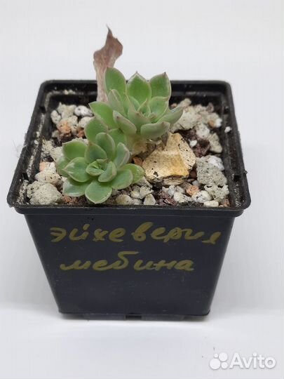 Эйхеверия Мебина