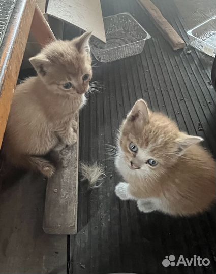 Котята отдам бесплатно