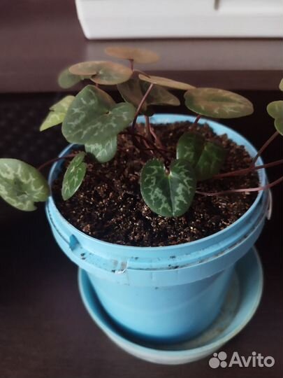 Цикламен Европейский