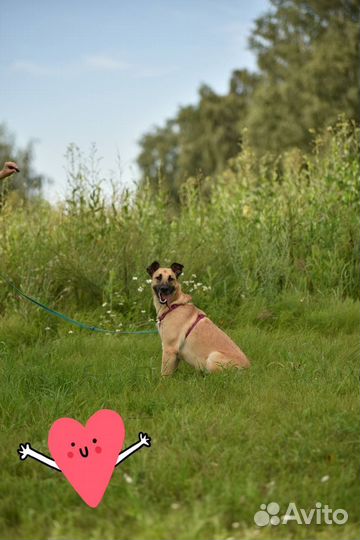 Собака Лира