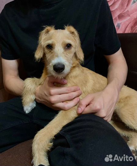 Помесь эстонский гончий