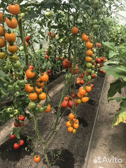 Капельный полив растений