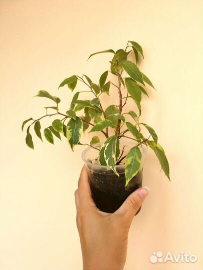 Комнатные цветы