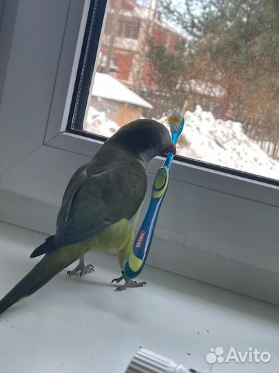 Зоогостиница для попугаев