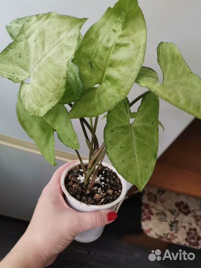 Сингониумы и Сансевиерия