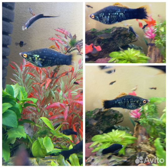 Рыбки + Растения