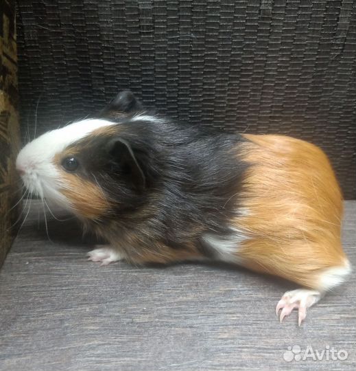 Морская свинка