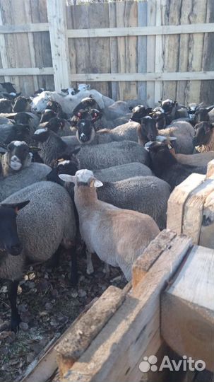 Овцы бараны