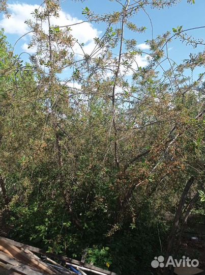 Вишня черешневая саженцы