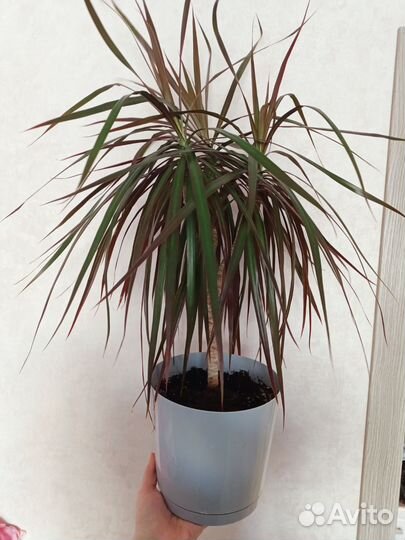 Драцены 2 сорта