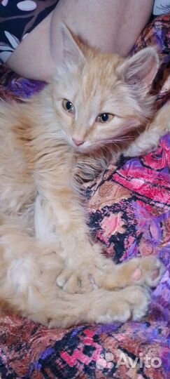 Ласковая малышка Вася/Василиса - 4мес