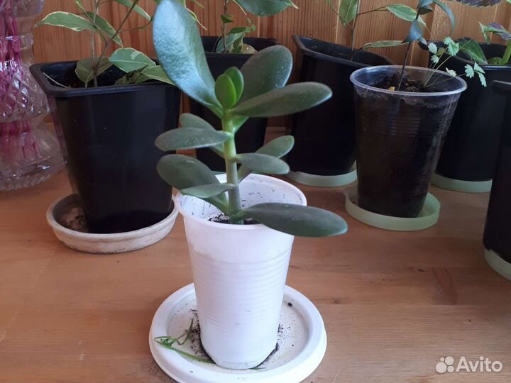 Толстянка. Денежное дерево