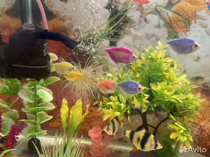 Аквариумные рыбки