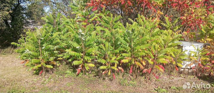 Пальма Сумах. Уксусное дерево
