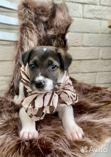 Собака в добрые руки отдам бесплатно