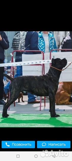 Щенки Итальянский Кане корсо