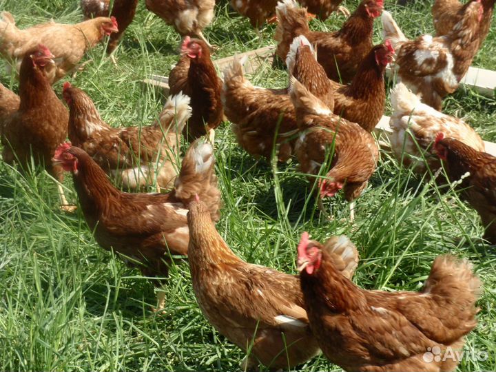 Куры несушки с доставкой до дома