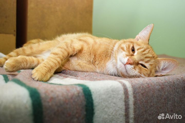 Кот в добрые руки