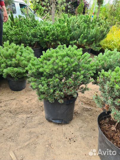 Сосна низкорослая карликовая сосна шар