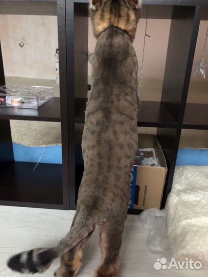 Стрижка животных: собаки, кошки, кролики