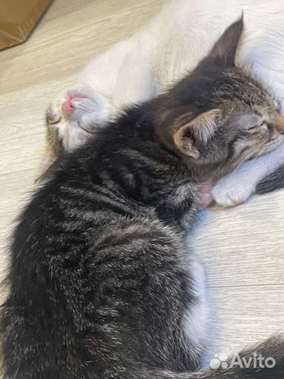 Котята в добрые руки бесплатно