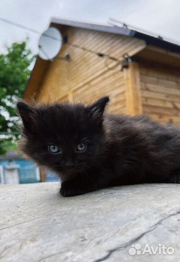 Котята в добрые руки с доставкой