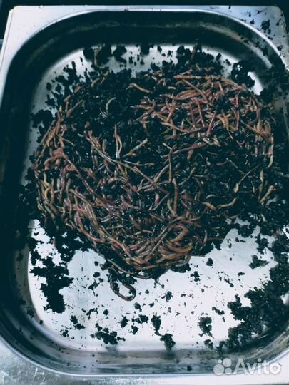 Червь дендробена