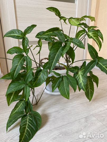 Сингониум (комнатные цветы)