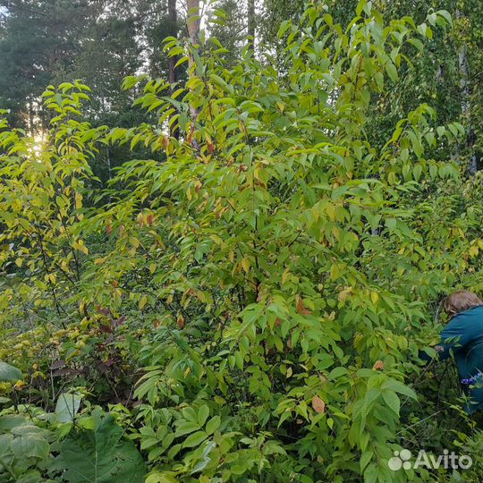 Черемуха Маака