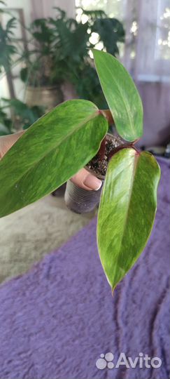 Филодендроны, спатифиллумы