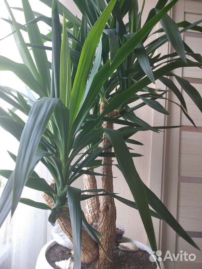 Пальма юкка