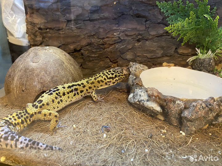 Геккон эублефар