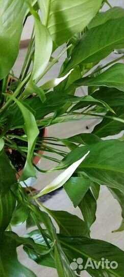 Спатифиллум