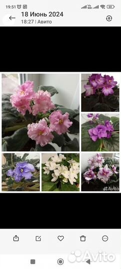 Фиалка (сенполия)