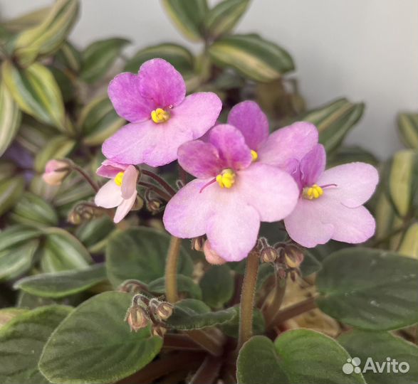 Детки сортовых фиалок