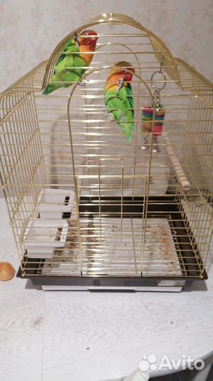 Попугаи неразлучники с клеткой