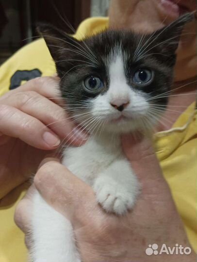 Котëнок в дар