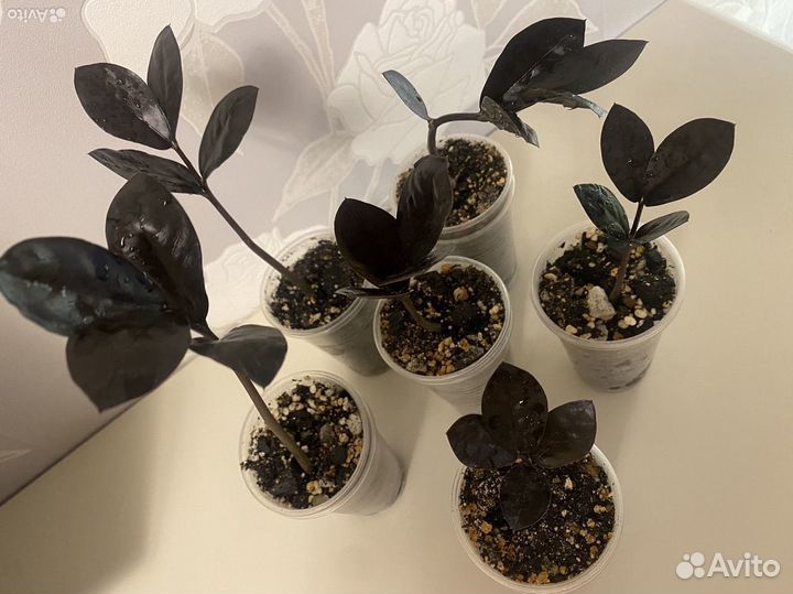 Замиокулькас черный равен