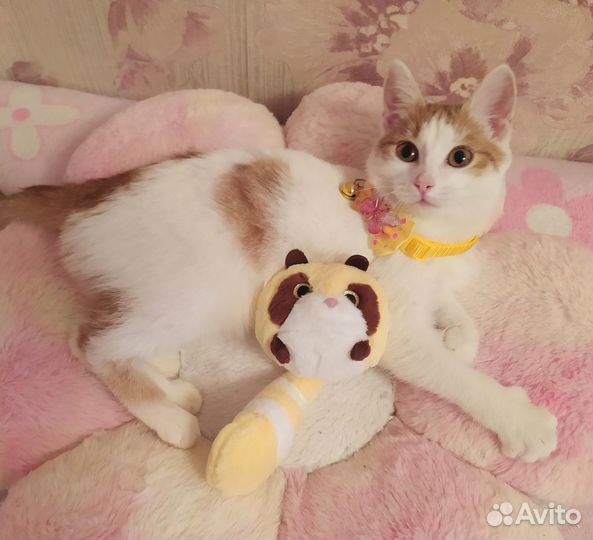Котенок)