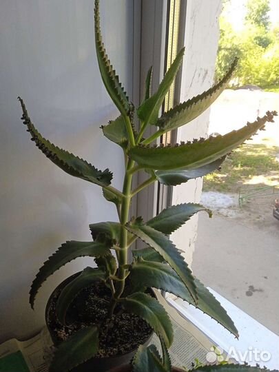 Каланхоэ - хирург