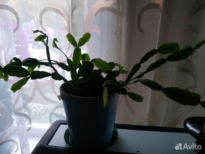 Декабристы