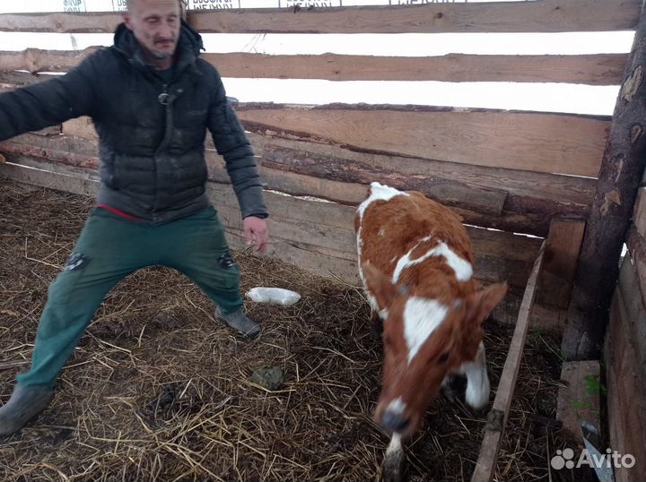 Теленок бычок 4 месяца