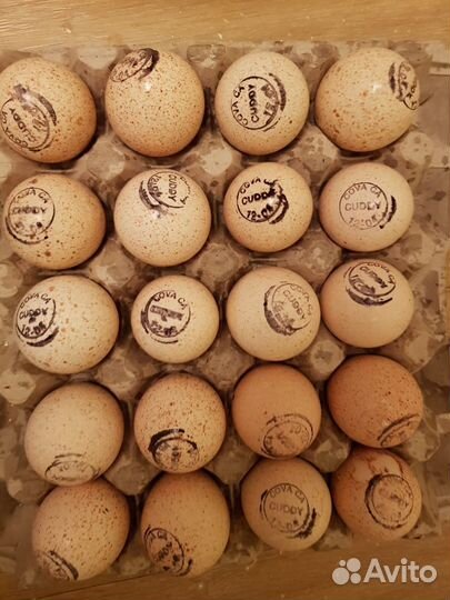 Фабричное инкубационное яйцо на 2023 год. Доставка