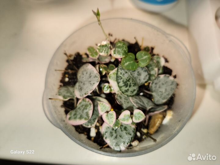 Эпипремнум себублю,седум нусбаумера