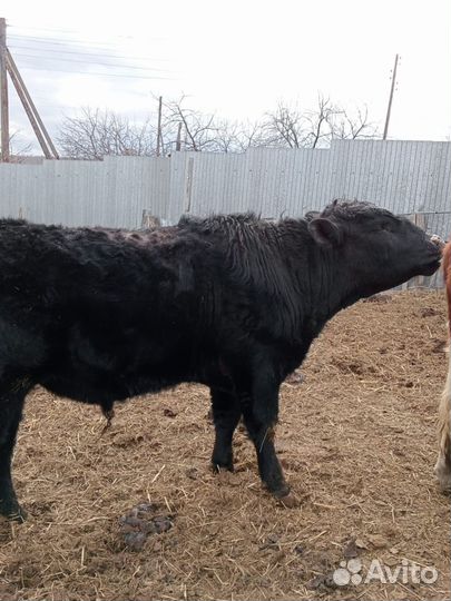 Бык племенной