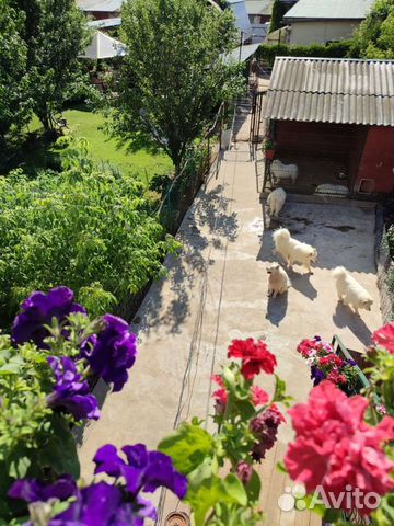 Передержка собак и мелких животных