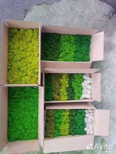 Ягель натуральный